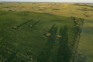 milho cultivo, aéreo visualizar, dentro pampas região, Argentina foto