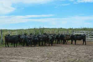 vacas dentro a vaca caneta , Argentino carne Produção foto