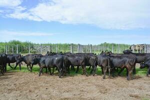 vacas dentro a vaca caneta , Argentino carne Produção foto