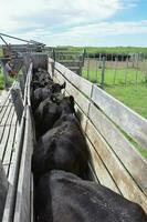 vacas dentro a vaca caneta , Argentino carne Produção foto