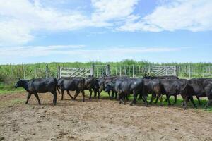 vacas dentro a vaca caneta , Argentino carne Produção foto