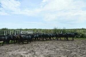 vacas dentro a vaca caneta , Argentino carne Produção foto