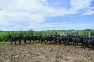 vacas dentro a vaca caneta , Argentino carne Produção foto