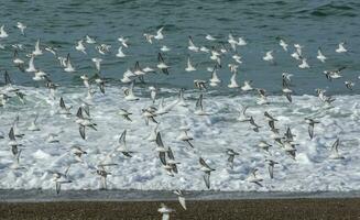 sanderling, rebanho dentro voo, Península valdes, patagônia foto
