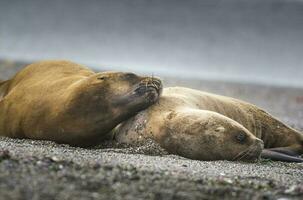 fêmeas mar leão, descansando em a praia, Península valdes, patagônia foto