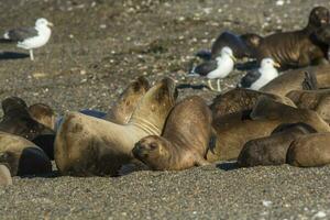 fêmeas mar leão, descansando em a praia, Península valdes, patagônia foto