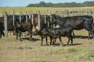 vacas dentro a vaca caneta , Argentino carne Produção foto