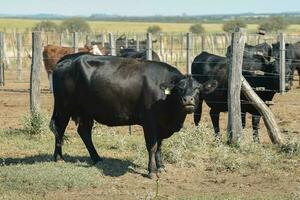 vacas dentro a vaca caneta , Argentino carne Produção foto