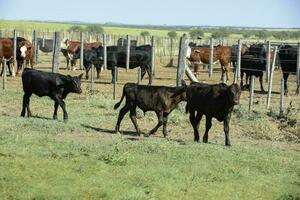 bois e novilhas elevado com natural grama, Argentino carne Produção foto