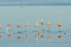 rebanho do Rosa flamingos dentro uma salgado lagoa, patagônia, Argentina foto
