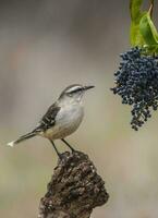 branco Unido Mokingbird, comendo selvagem uvas, Paagonia floresta, Argentina foto