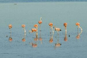 rebanho do Rosa flamingos dentro uma salgado lagoa, patagônia, Argentina foto