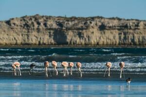 flamingos dentro marinha, patagônia, Argentina foto
