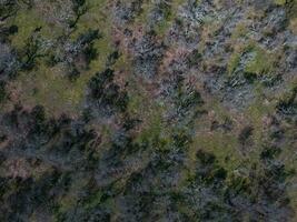 pampas floresta, la pampa, Patagônia, Argentina foto