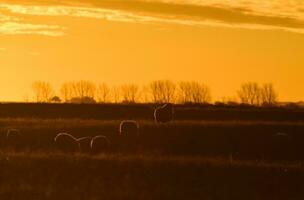 ovelha dentro rural pôr do sol paisagem, patagônia, argentina foto