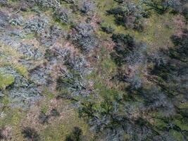 pampas floresta, caldeirão árvore, prosopis Caldênia, endêmico espécies dentro la pampa, Patagônia, Argentina foto