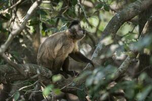 Castanho listrado adornado capuchinho macaco, pantanal, brasil foto