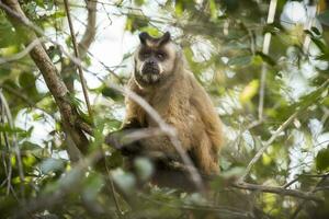 Castanho listrado adornado capuchinho macaco, pantanal, brasil foto