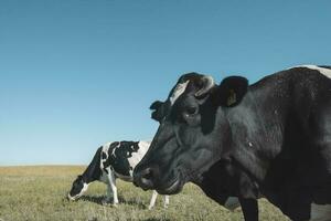 laticínios vacas dentro Argentino campo, patagônia foto