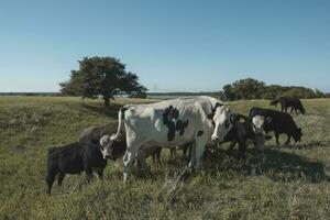 laticínios vacas dentro Argentino campo, patagônia foto
