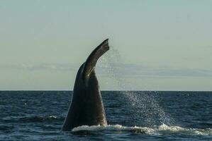 sulista certo baleia ameaçadas de extinção, Argentina foto