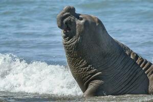 masculino elefante selo, Península valdes, Patagônia, Argentina foto