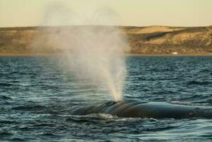 sulista certo baleia ameaçadas de extinção, Argentina foto