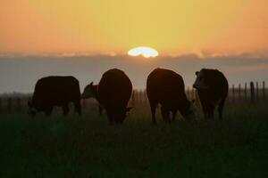 vacas silhuetas pastando, la pampa, Patagônia, Argentina. foto