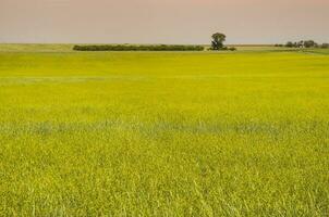 campo panorama com amarelo flores, la pampa, Argentina foto