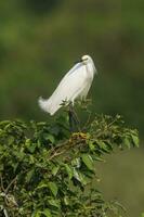 branco garça, empoleirado em a vegetação, pantanal , Brasil foto