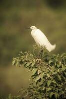 branco garça, empoleirado em a vegetação, pantanal , Brasil foto