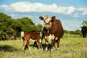 gado e bezerro , pampas campo, lá pampa província, Argentina. foto
