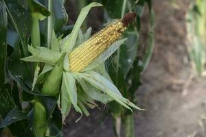 milharal dentro la pampa província, Argentina foto