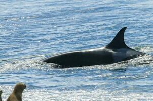 assassino baleia Caçando mar leões, Península valdes, patagônia Argentina foto