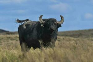 água búfalo, Bubalus bubalis, espécies introduzido dentro Argentina, la pampa província, patagônia. foto