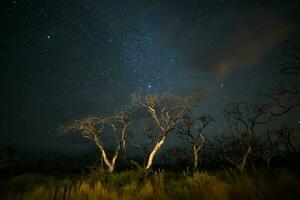 queimando árvores fotografado às noite com uma estrelado céu, la pampa província, patagônia , Argentina. foto