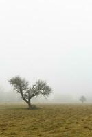 solitário árvore dentro Grosso névoa às alvorecer, dentro pampas paisagem, la pampa província, Patagônia, Argentina. foto