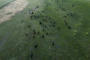 aéreo Visão do uma tropa do bois para exportar, gado elevado com natural pastagens dentro a Argentino interior. foto