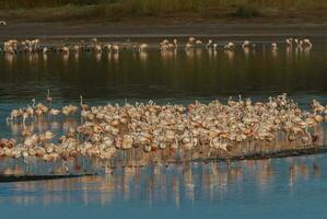flamingos rebanho dentro uma salgado lagoa, la pampa província, patagônia, Argentina. foto
