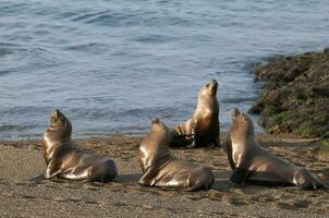 mar leões em praia, Península valdes, mundo herança site, Patagônia, Argentina foto