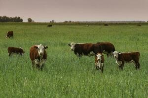 gado levantando com natural pastagens dentro pampas interior, la pampa província, patagônia, Argentina. foto