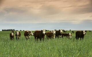 gado levantando com natural pastagens dentro pampas interior, la pampa província, patagônia, Argentina. foto