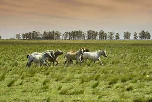 rebanho do cavalos dentro a zona rural, la pampa província, Patagônia, Argentina. foto