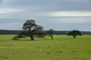 pampas campo paisagem, la pampa província, Patagônia, Argentina. foto