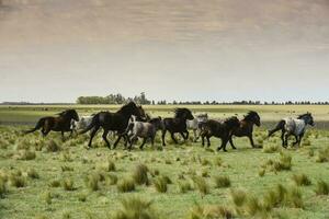 rebanho do cavalos dentro a zona rural, la pampa província, Patagônia, Argentina. foto
