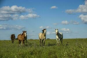 rebanho do cavalos dentro a zona rural, la pampa província, Patagônia, Argentina. foto