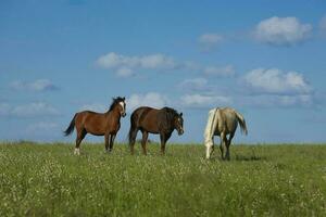 rebanho do cavalos dentro a zona rural, la pampa província, Patagônia, Argentina. foto