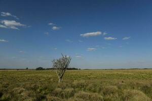 pampas campo paisagem, la pampa província, Patagônia, Argentina. foto