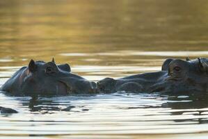 hipopótamo anfíbio dentro poço de água, Kruger nacional parque, sul África foto