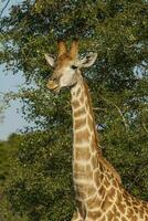 girafa, Kruger nacional parque, sul África foto